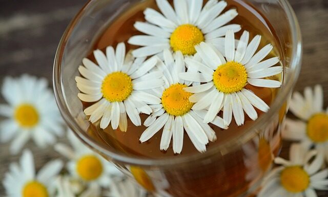 Z jakimi lekami nie łączyć rumianku? Z jakimi lekami nie łączyć rumianku?